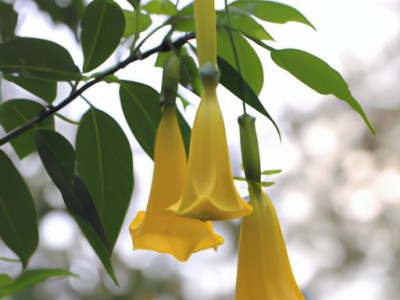 金铃花的养殖方法和注意事项