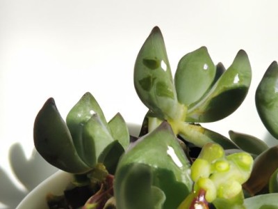 箱子哪个好（csgo箱子哪个好）