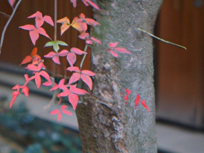 小叶紫檀和乌木哪个好及小叶紫檀和乌木哪个好一点