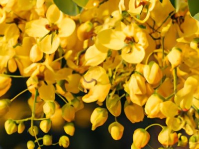 黄金胡桃木和黑胡桃木的区别