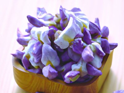 惠比特及惠比特犬的特点和历史