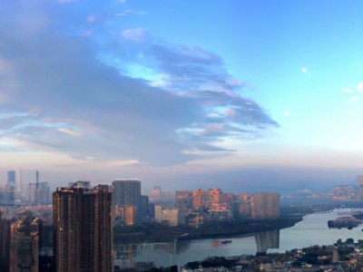 君子兰哪个品种最多（君子兰哪个品种最多的）