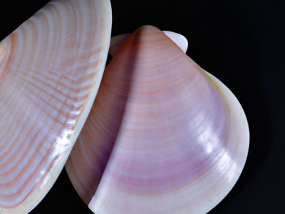 贝壳和链家的关系是什么？