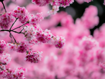 淋浴花洒选购指南及品牌推荐