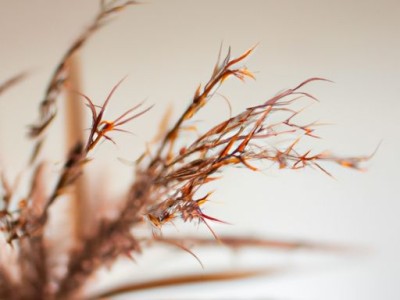 乌金草的用途和功效