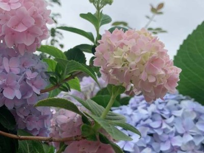 卖门和卖漆哪个好（卖门和卖漆哪个好一点）