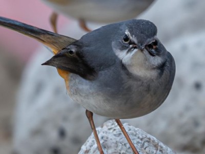 筋膜枪是什么？筋膜枪是什么东西？详细解读筋膜枪的功能和使用方法