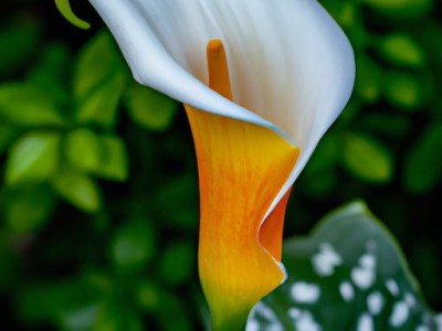 彩色马蹄莲的养殖方法和注意事项