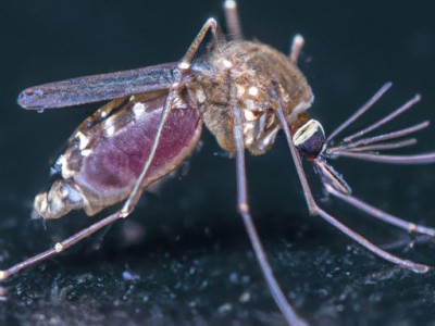 榉木板及榉木板材价格多少钱一方？