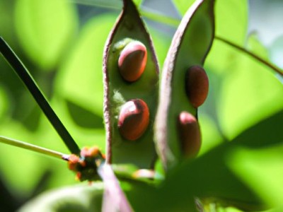 蔓花生及蔓花生草的作用和功效