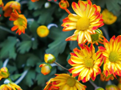 非洲菊：花园中的宝石