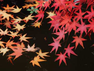 枫木和荷木哪个贵一些？