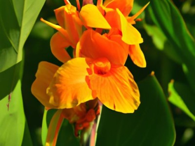 美人蕉哪个季节开花及美人蕉哪个季节开花结果