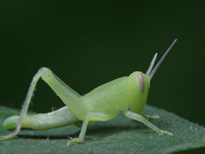 金蟾图片：收藏家必备的宝藏