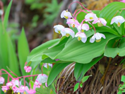 山丹花：美丽的山野之花