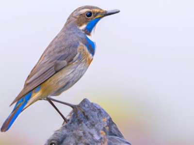 如何选择合适的榻榻米坐垫尺寸？