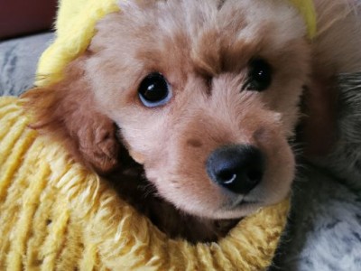 茶杯犬多少一只及茶杯犬多少一只 可爱