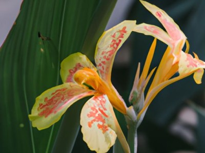 鸿运当头花枯萎了怎么办？