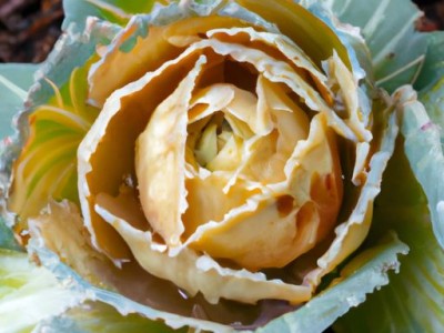 什么是杀猪菜及什么是杀猪菜？