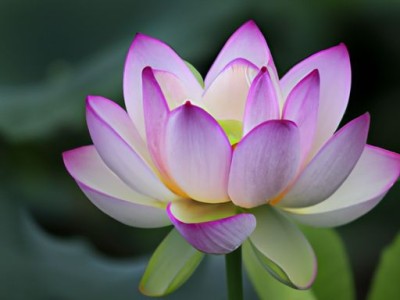 土地证有什么用