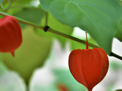 红玉髓与红玛瑙的区别