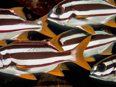 斑马鱼繁殖技巧：如何让斑马鱼健康繁殖？