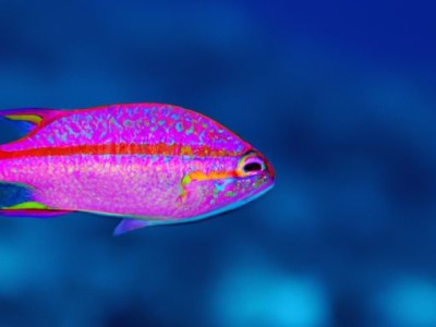 红箭鱼繁殖周期及注意事项