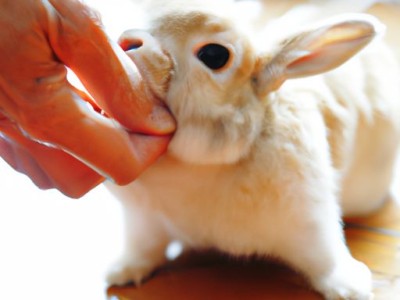 “兔爷儿”是什么的象征？