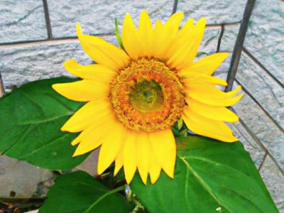 如何选择向日葵花种品牌？