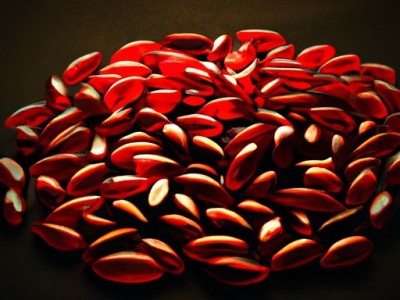 金樱子的作用与功效及金樱子的作用与功效图片