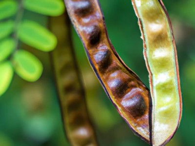 槐树的资料及简介