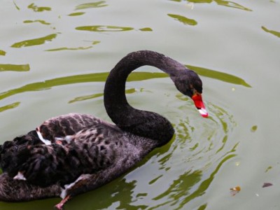 鹅绒被和蚕丝被哪个好？如何选择最适合自己的被子？