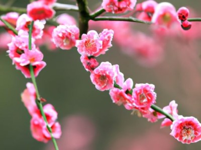 花洒头怎么拆卸及拆卸步骤详解