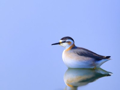 孕妇枕是否有必要购买？