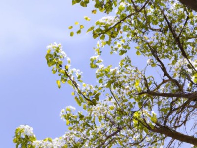 花梨木的特点及用途