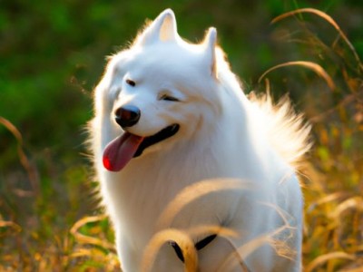 二手房过户可以撤销吗