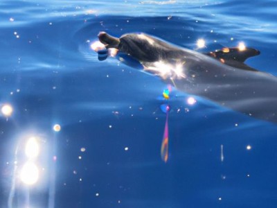 海豚按摩器好用吗？海豚按摩器好用吗安全吗？详细解答！