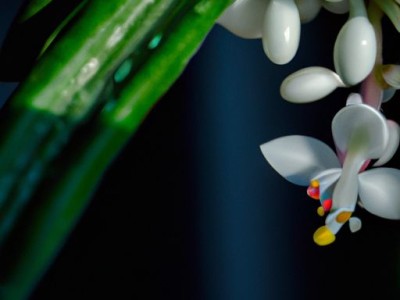 龙舌兰花：墨西哥的国花与神秘之花