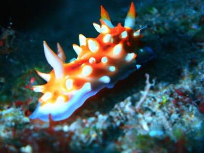 海兔：神奇的海洋生物