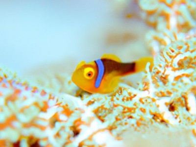 宝石鱼：世界上最美丽的热带淡水鱼之一