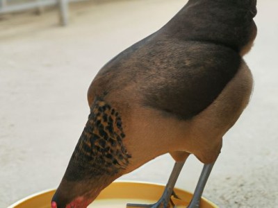 H7N9禽流感病例及报告时限