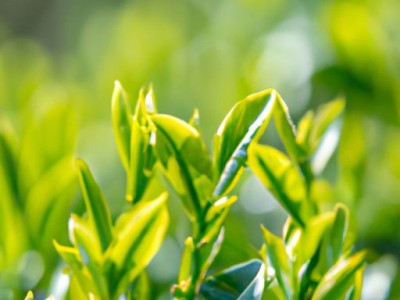 吸尘器哪个牌子好（吸尘器哪个牌子好用又便宜）