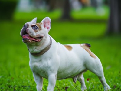 法国斗牛犬及其价格