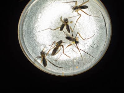 灭蚊灯原理及灭蚊灯原理如何灭蚊