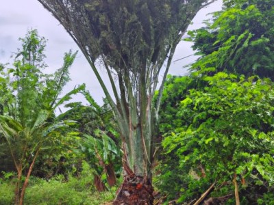 摇钱树放哪个位置好及摇钱树放什么位置好