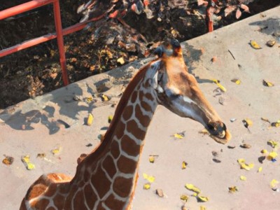 长颈鹿地板，你了解几线品牌？