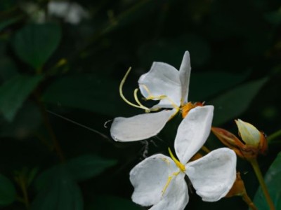 苏铁是什么植物及苏铁是什么植物裸子还是被子