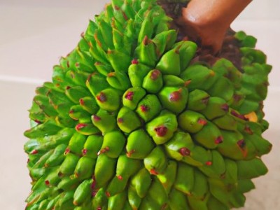 榴莲和菠萝蜜哪个营养好？