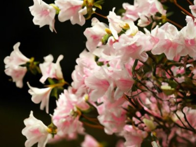 锦绣杜鹃：缤纷花海中的一抹绚烂