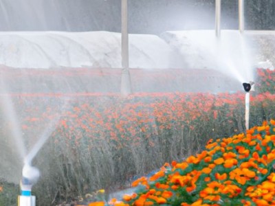 浇花浇哪个部位及浇花浇哪个部位比较好